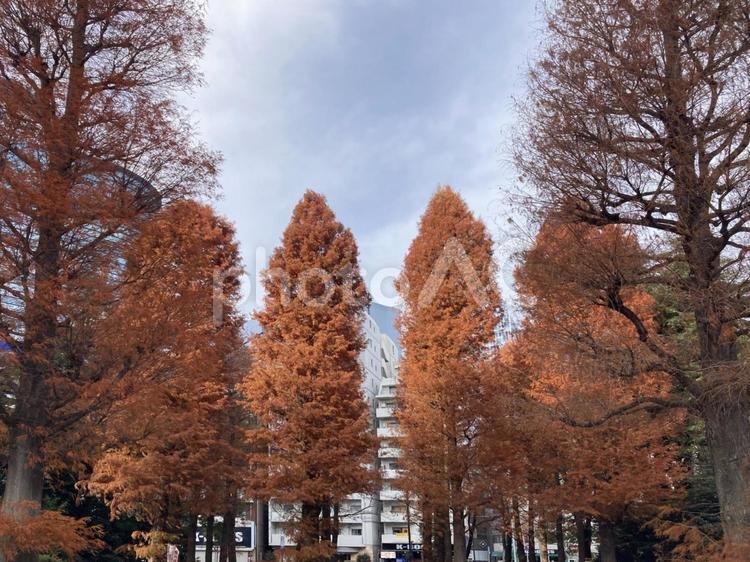 🌳 도시마 구립 히가시이케부쿠로 중앙공원(도시마쿠리쓰 히가시이케부쿠로 주오코엔) 이미지 1